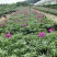 太阳花基地直销欢迎实地考察选购期待合作价优