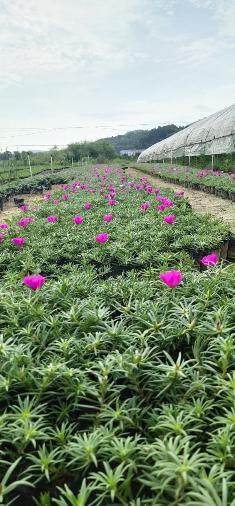 太阳花基地直销欢迎实地考察选购期待合作价优