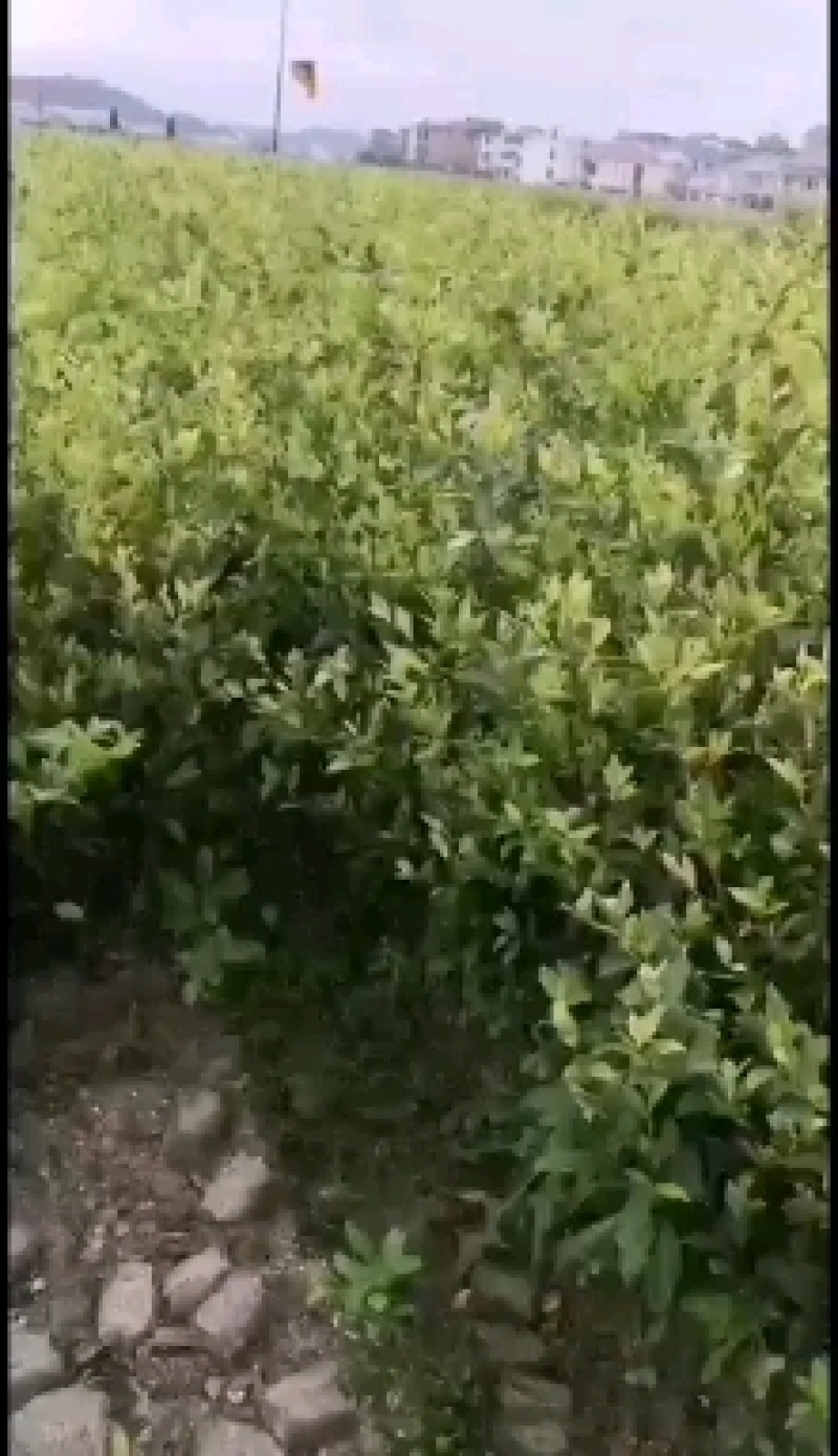 高产嫁接油茶苗，茶树苗，油茶苗大量供应，质量保证，