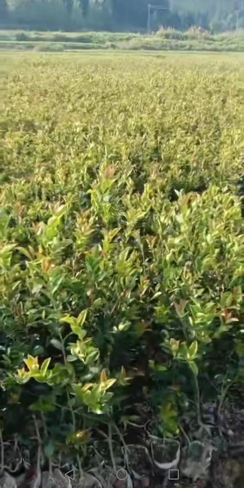 高产嫁接油茶苗，茶树苗，油茶苗大量供应，质量保证，