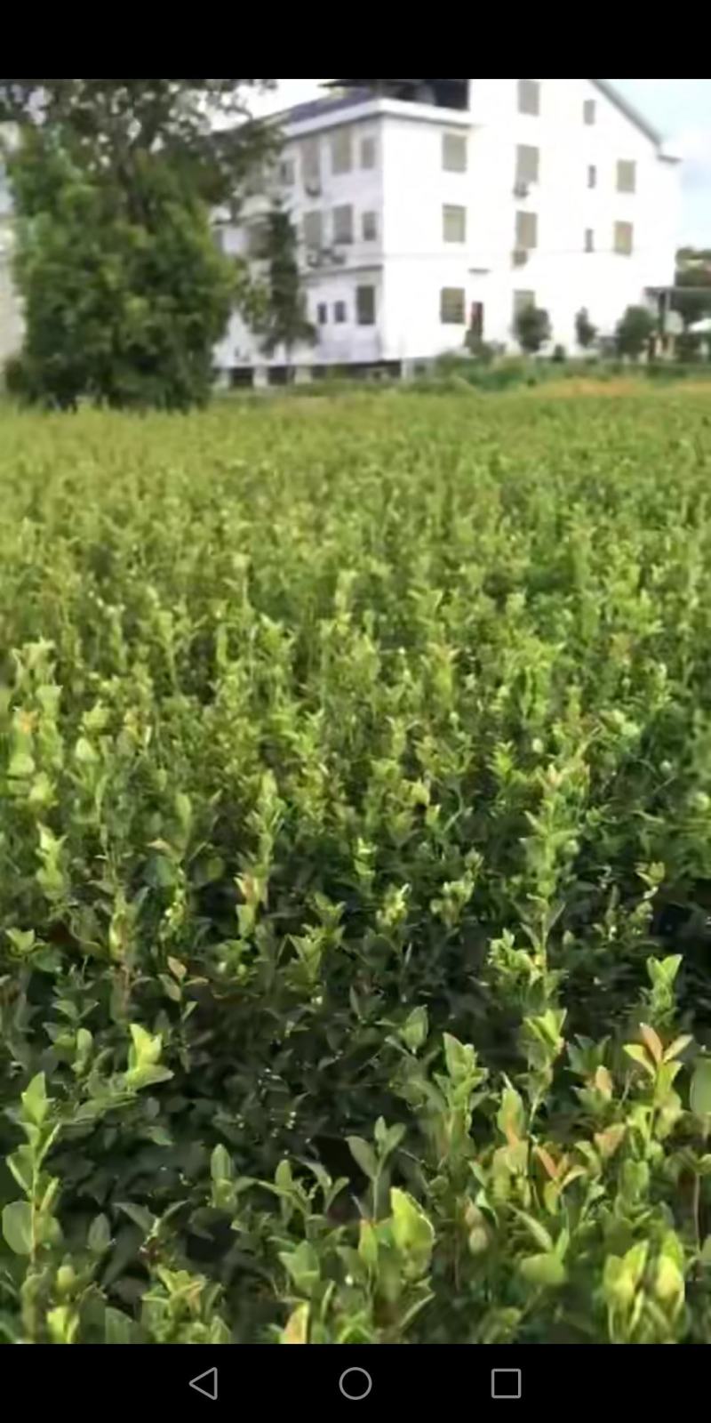 高产嫁接油茶苗，茶树苗，油茶苗大量供应，质量保证，
