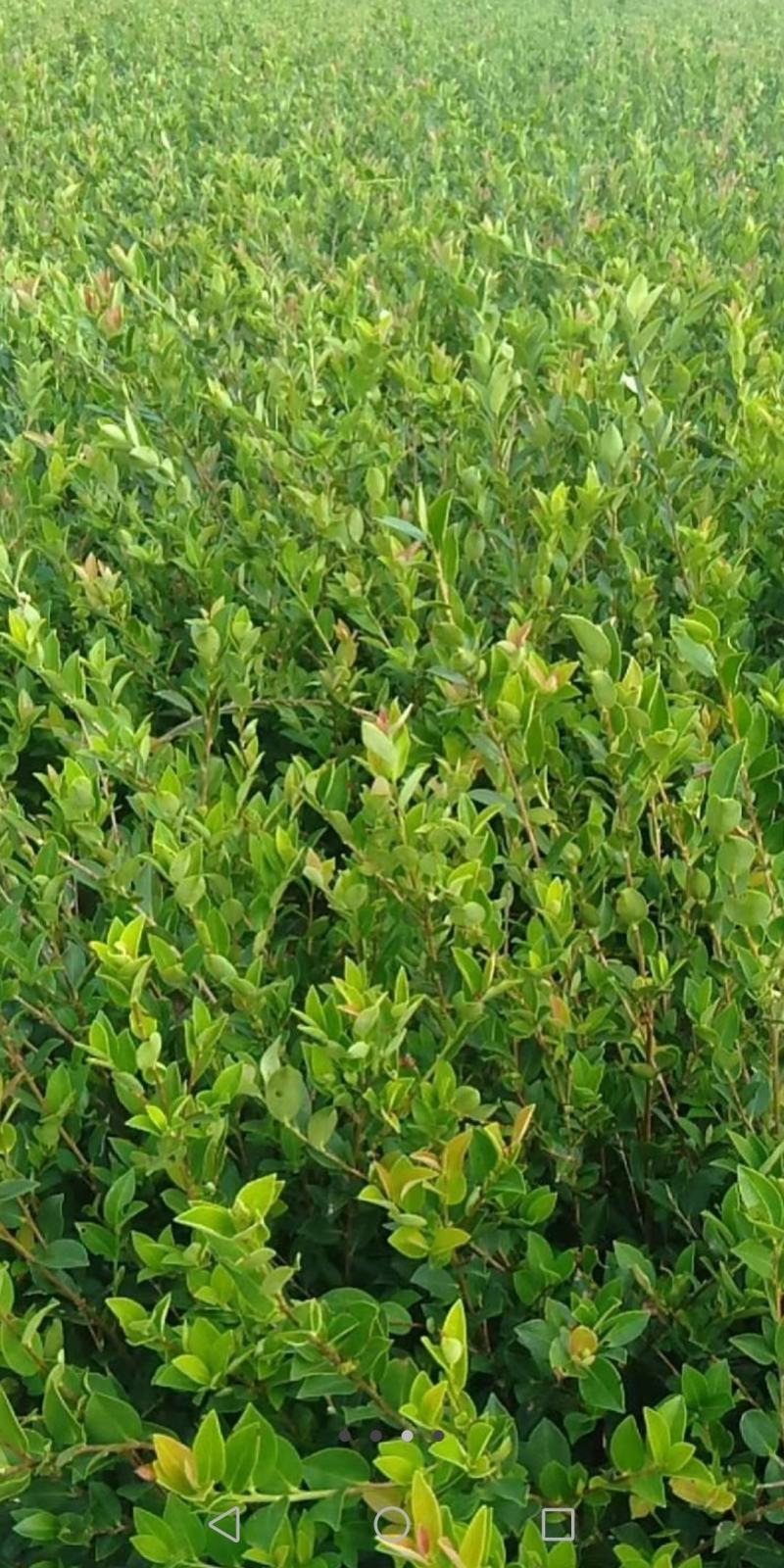 高产嫁接油茶苗，茶树苗，油茶苗大量供应，质量保证，