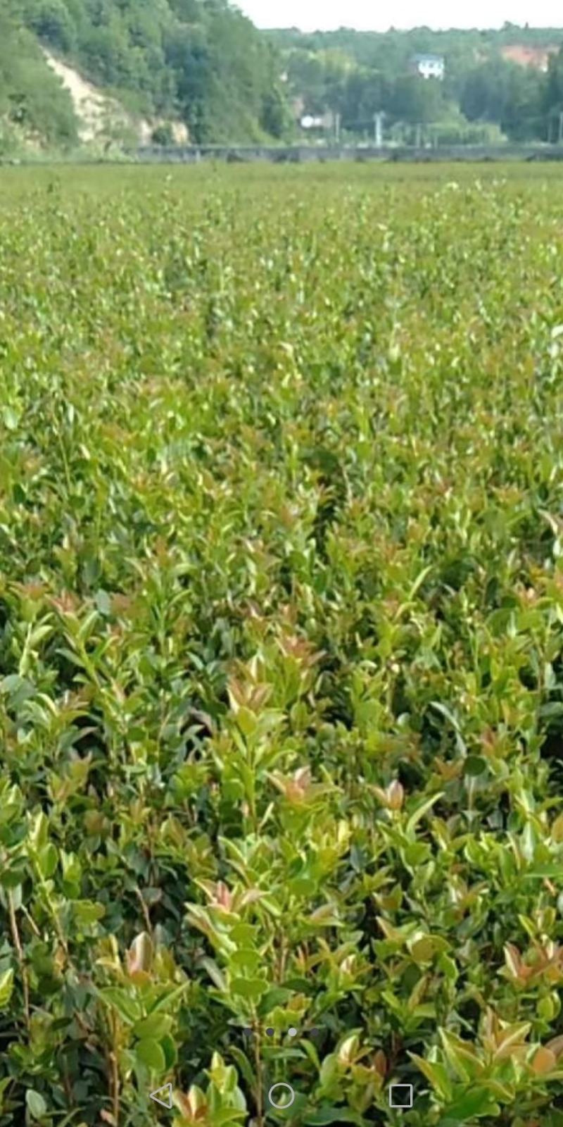 高产嫁接油茶苗，茶树苗，油茶苗大量供应，质量保证，
