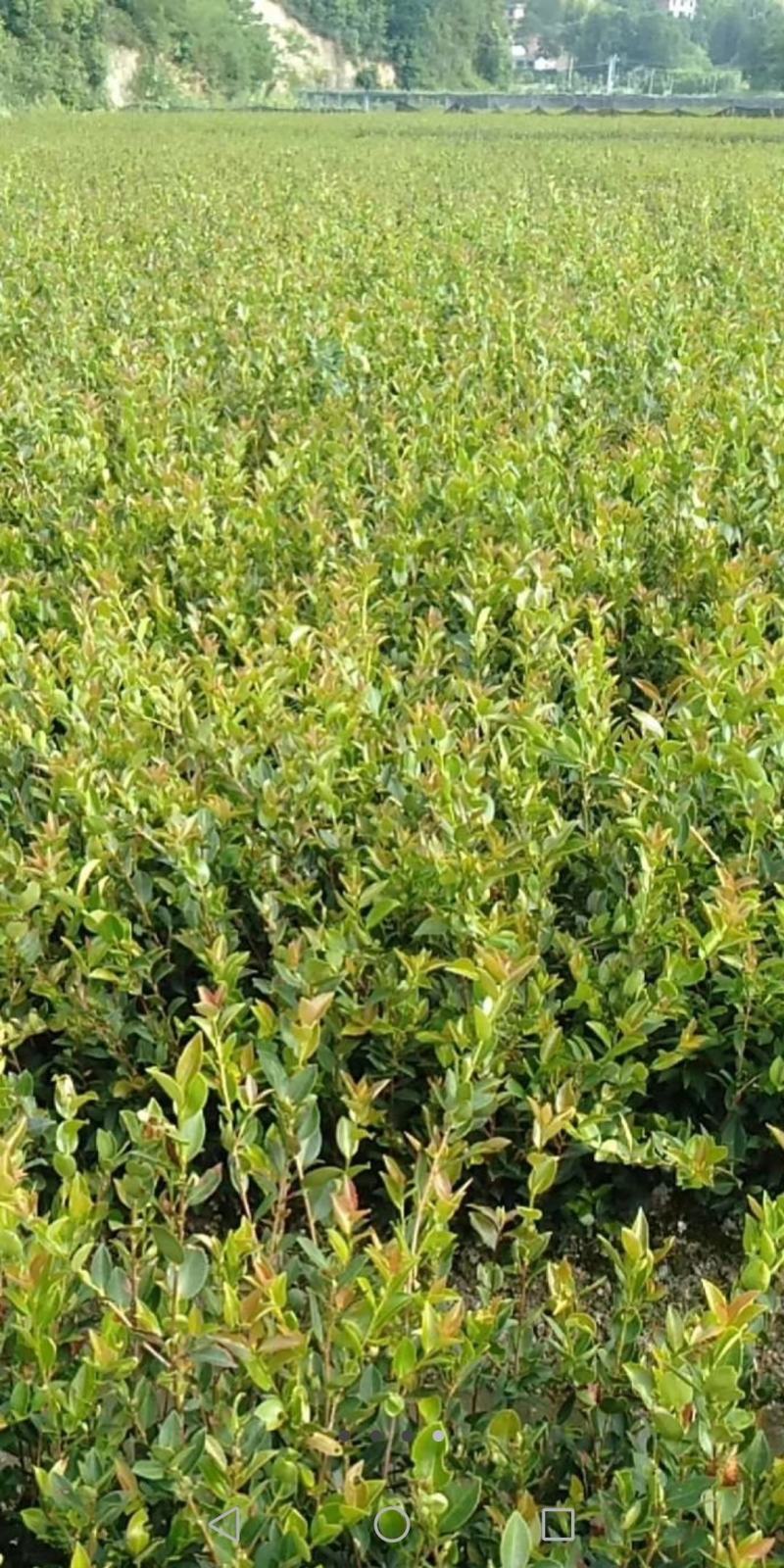 高产嫁接油茶苗，茶树苗，油茶苗大量供应，质量保证，