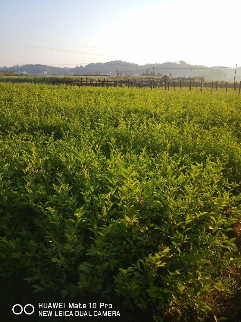 高产嫁接油茶苗，茶树苗，油茶苗大量供应，质量保证，