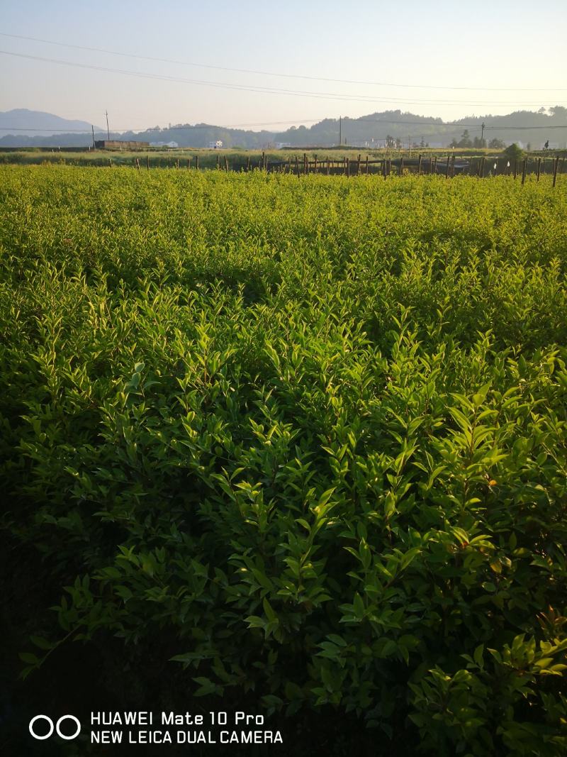 高产嫁接油茶苗，茶树苗，油茶苗大量供应，质量保证，