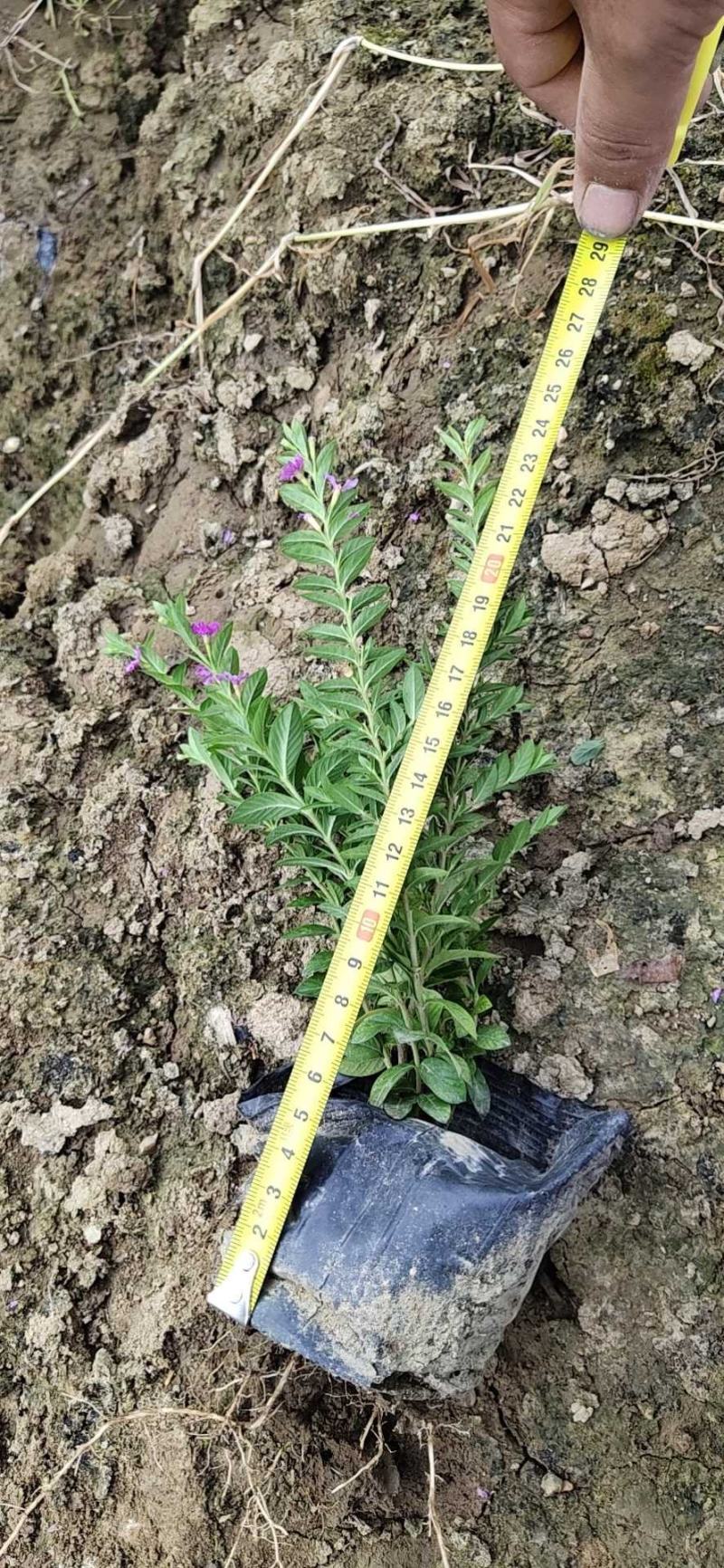 满天星基地直销欢迎实地考察选购期待合作价优