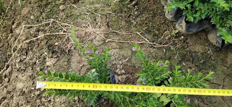 满天星基地直销欢迎实地考察选购期待合作价优