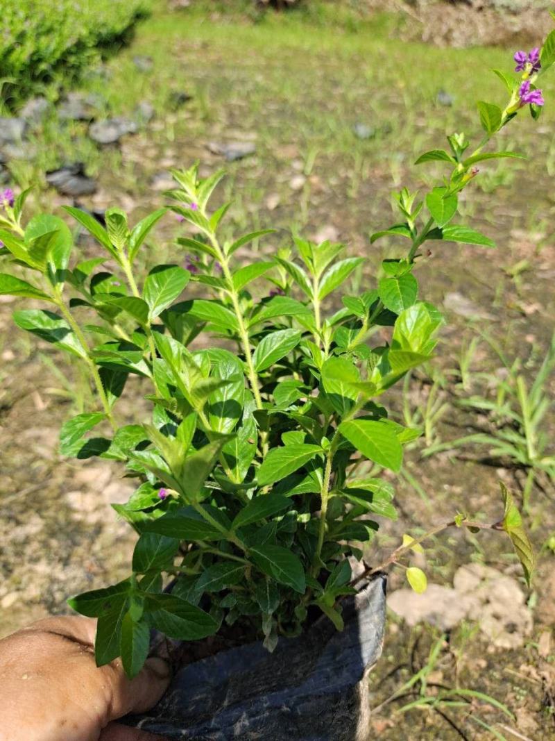 满天星基地直销欢迎实地考察选购期待合作价优