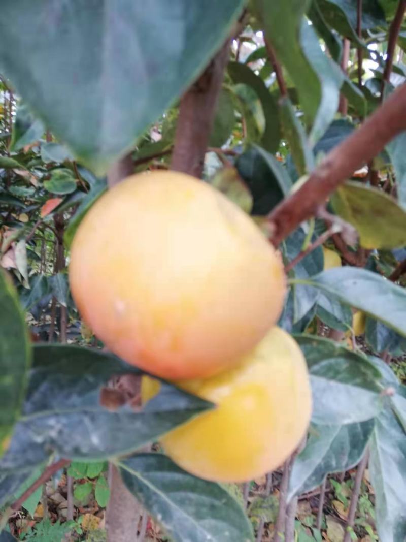 柿子树苗，阳丰甜柿，无核甜柿。牛心柿，高顶红，磨盘柿