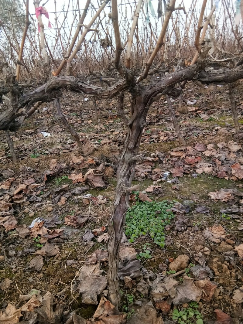 占地葡萄树5万棵，产地直供