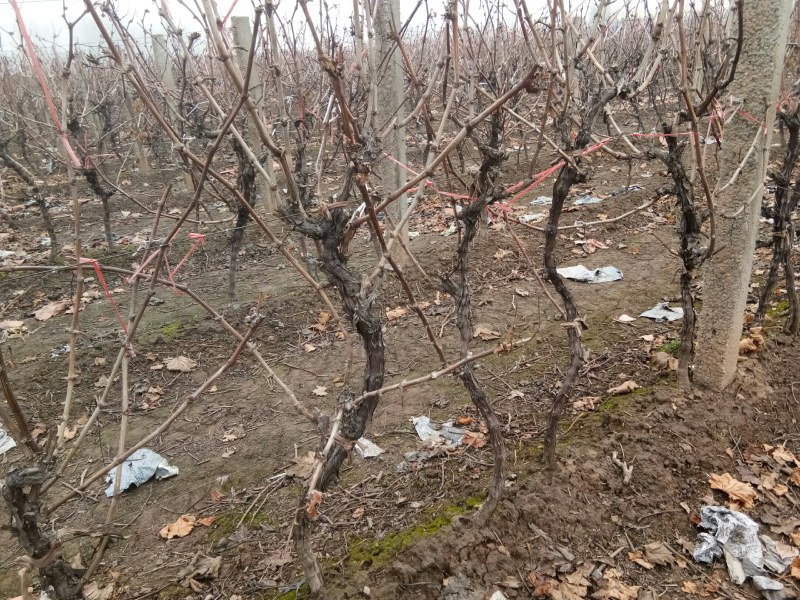 占地葡萄树5万棵，产地直供