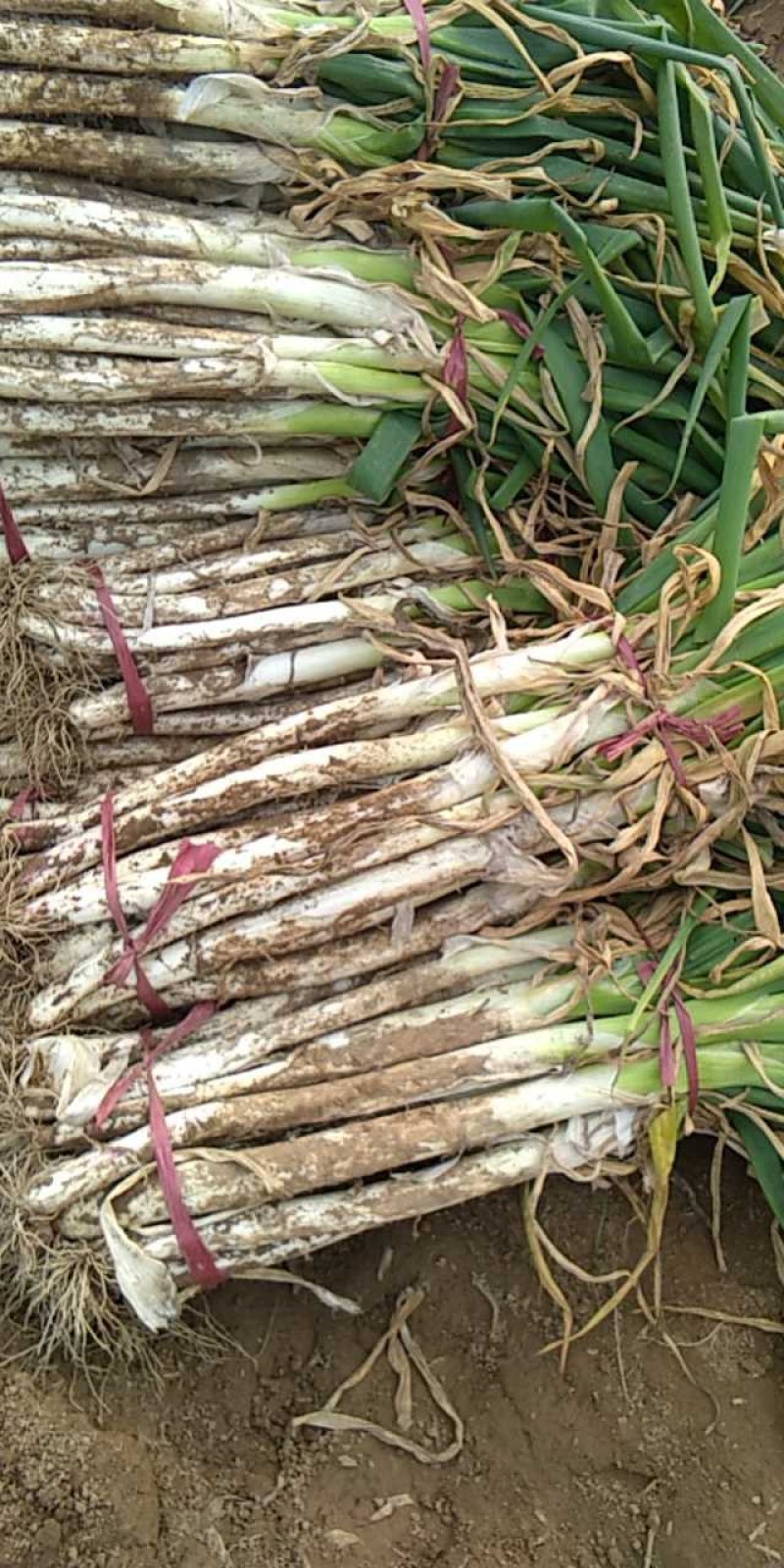 大葱自家种植大葱十亩地现货欢迎个位老板看货订购