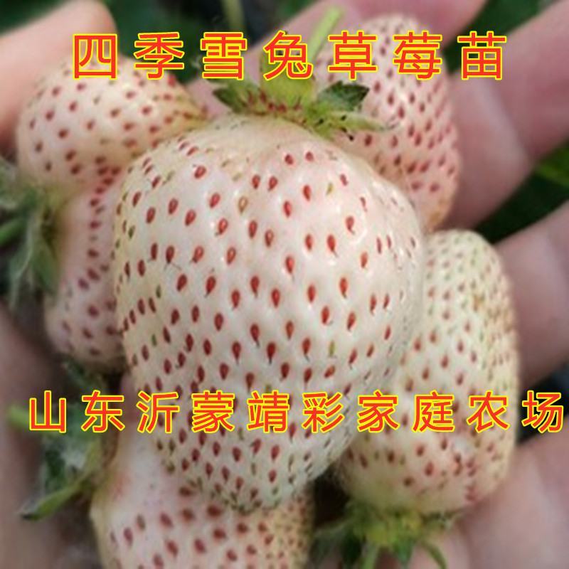 白草莓苗新品种草莓苗好养易活成活率高草莓苗