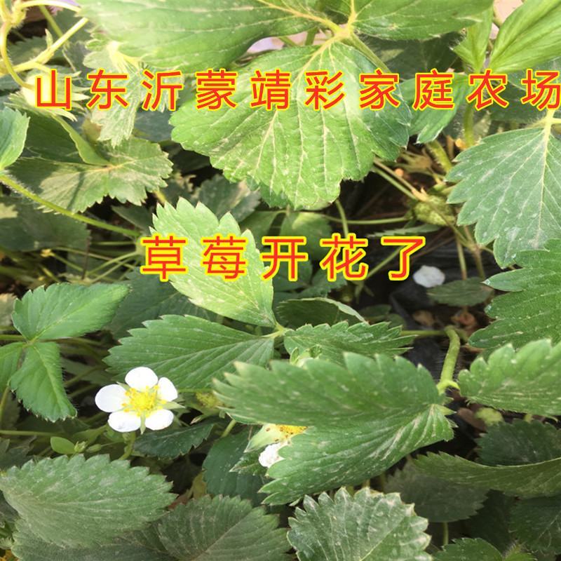 白草莓苗新品种草莓苗好养易活成活率高草莓苗