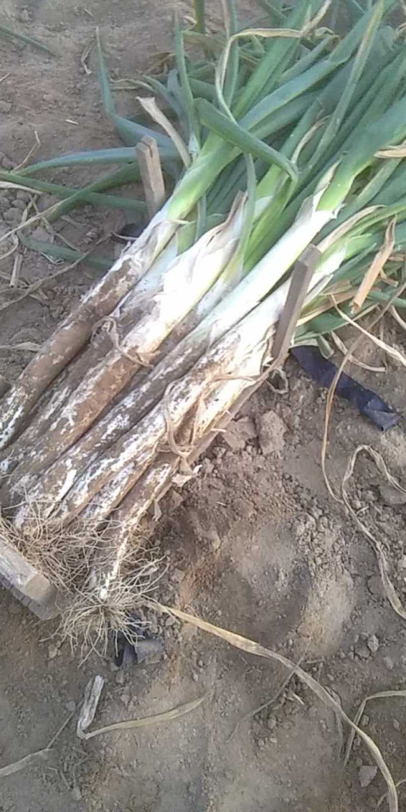 大葱自家种植大葱十亩地现货欢迎个位老板看货订购