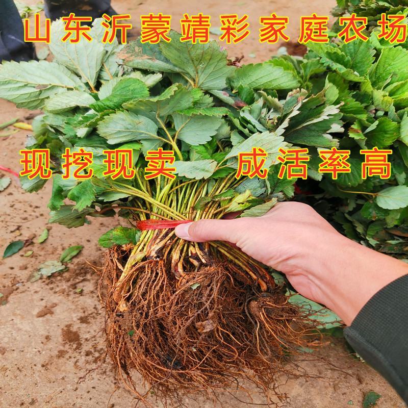 黑巴克草莓苗好吃品种草莓苗盆栽地栽南北方种植草莓苗