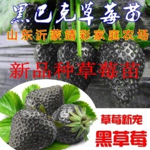 黑巴克草莓苗好吃品种草莓苗盆栽地栽南北方种植草莓苗