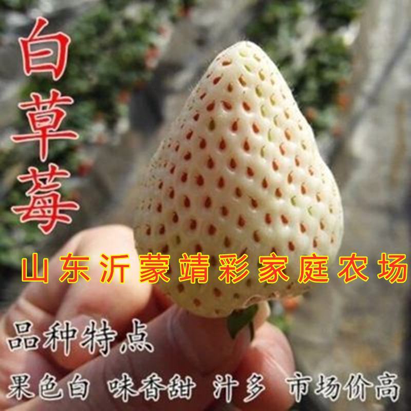 黑巴克草莓苗好吃品种草莓苗盆栽地栽南北方种植草莓苗