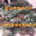 黑巴克草莓苗好吃品种草莓苗盆栽地栽南北方种植草莓苗