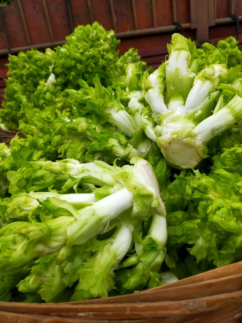 儿菜！儿菜！大量上市！！！棒菜！！！！榨菜！！！！！