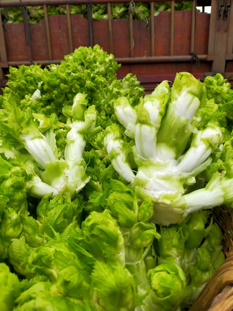儿菜！儿菜！大量上市！！！棒菜！！！！榨菜！！！！！