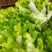 儿菜！儿菜！大量上市！！！棒菜！！！！榨菜！！！！！