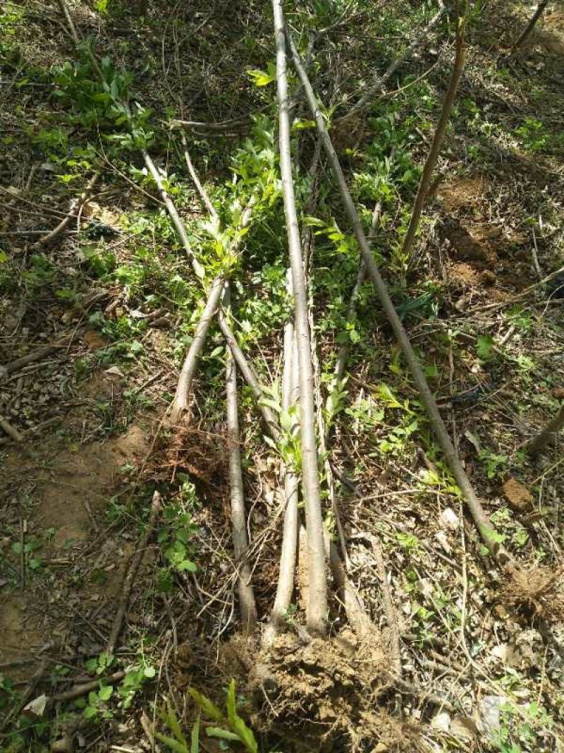 竹柳旱柳直柳大量出售规格全价格低货源足成活率高