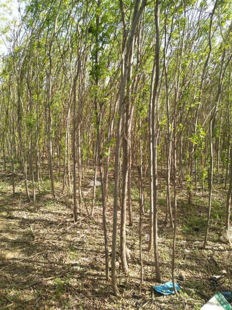 竹柳旱柳直柳大量出售规格全价格低货源足成活率高
