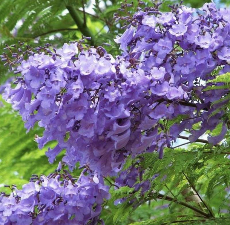 蓝花楹,风景园林专用，有需要做绿化的可以联系哦