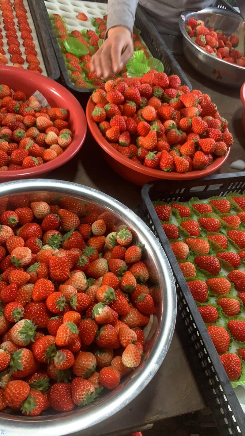 草莓，红颜草莓承接各大客商