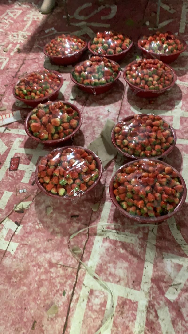 草莓，红颜草莓承接各大客商