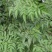 苦楝树，主要用于药材，根和果实