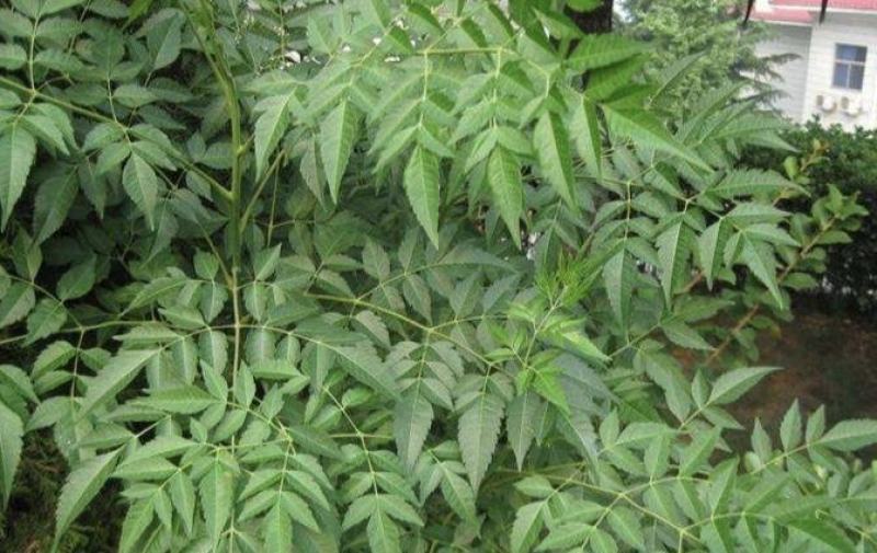 苦楝树，主要用于药材，根和果实
