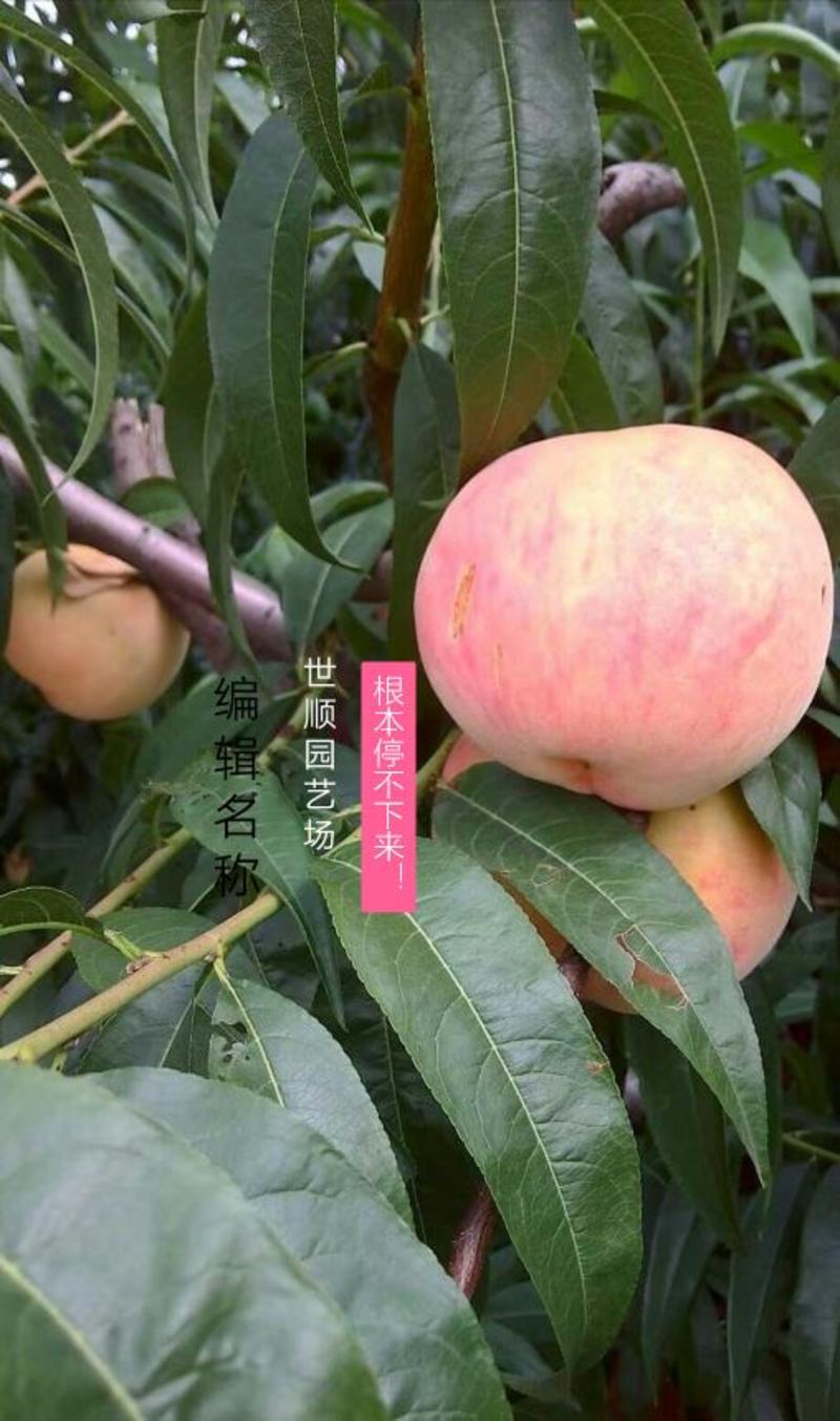 桃树2cm以下0.5~1米