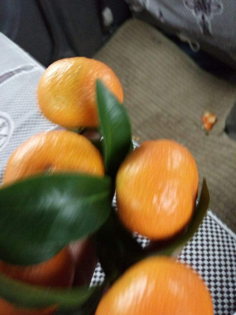 广西桂林阳朔金桔之乡