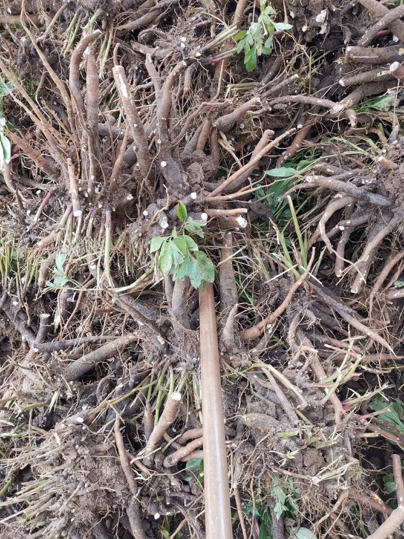 白芍种苗，优质蒲棒白芍白芍芽高产