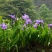 鸢尾种子蝴蝶兰种子多年生植物黄菖蒲种子鸢尾花种子易种