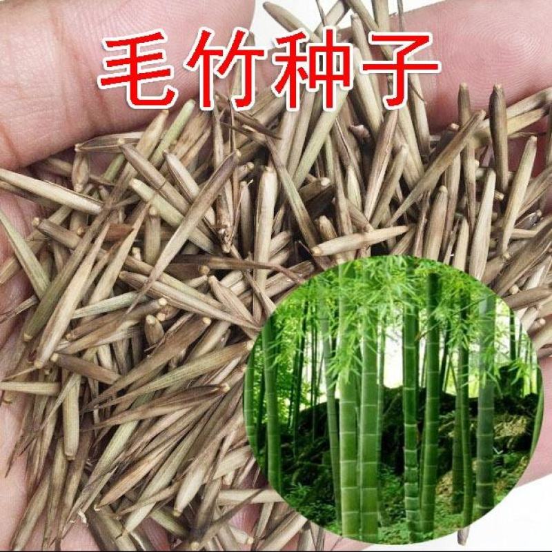 竹子种子毛竹树种子紫色竹子紫竹种子楠竹