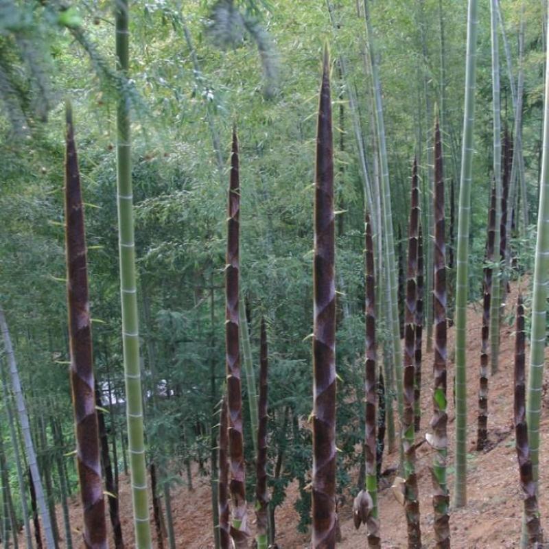 竹子种子毛竹树种子紫色竹子紫竹种子楠竹