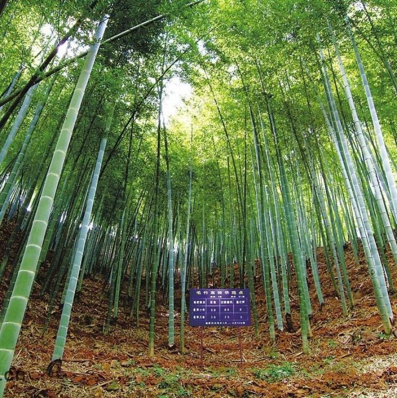 竹子种子毛竹树种子紫色竹子紫竹种子楠竹