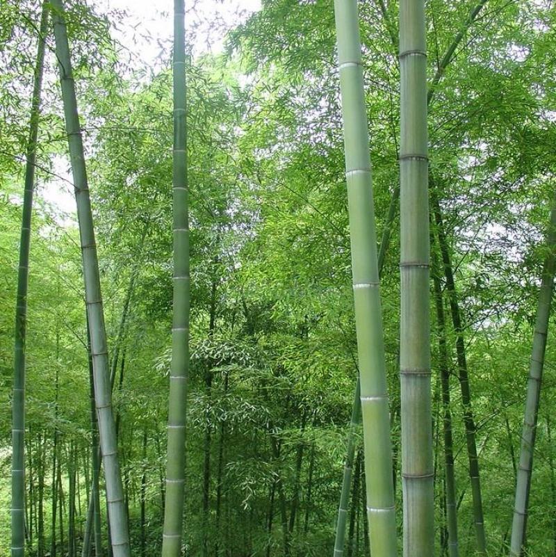 竹子种子毛竹树种子紫色竹子紫竹种子楠竹