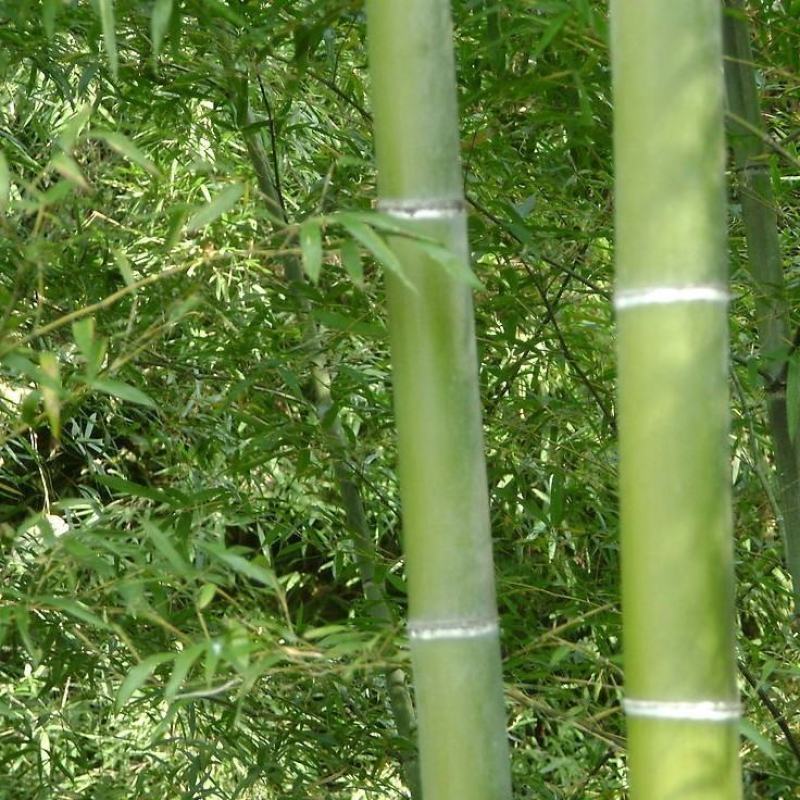 竹子种子毛竹树种子紫色竹子紫竹种子楠竹