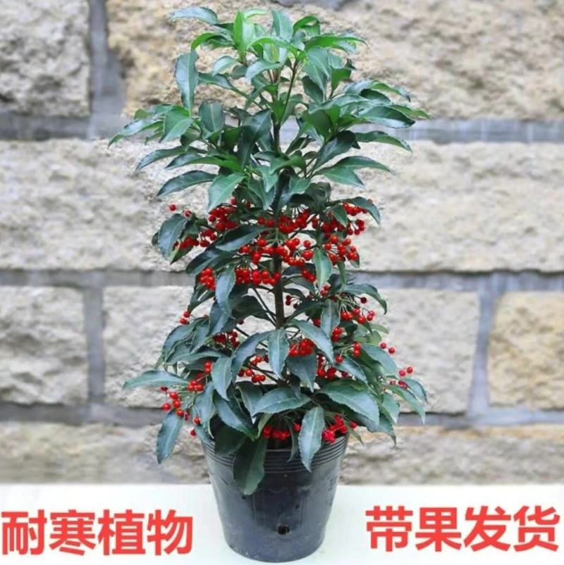 富贵籽盆栽带果籽发货黄金万两招财富贵子包邮室内盆栽