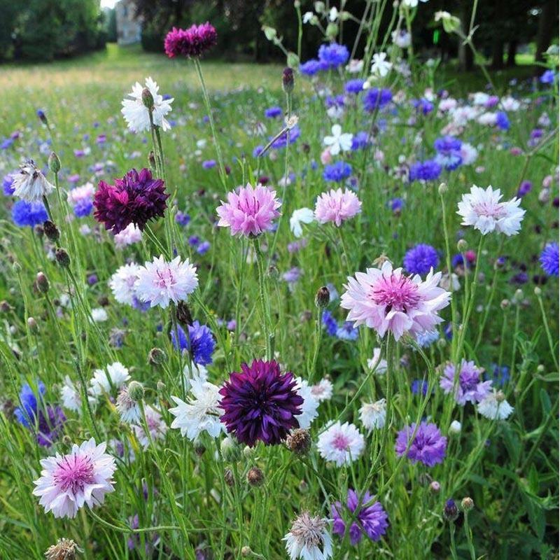 四季种易活花籽矢车菊种子花种子蓝芙蓉种子阳台庭院室外花种