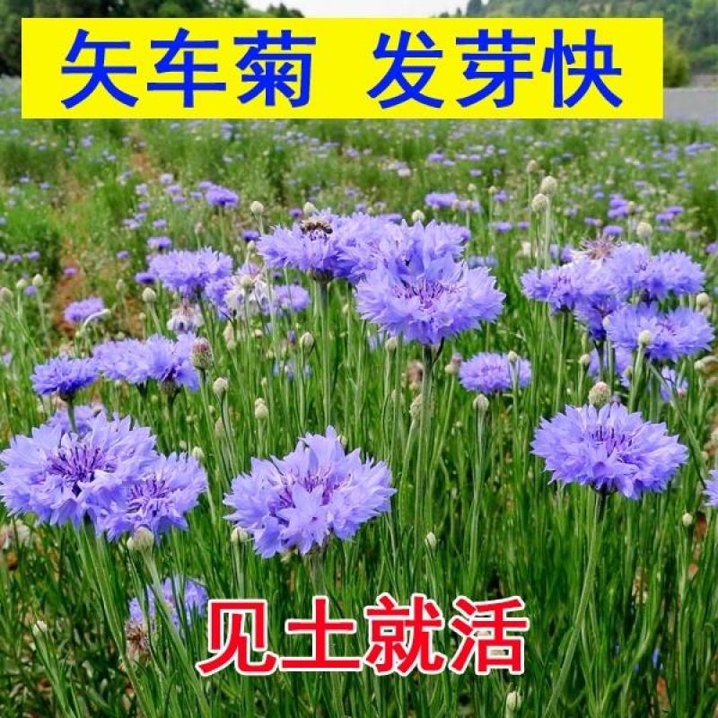 四季种易活花籽矢车菊种子花种子蓝芙蓉种子阳台庭院室外花种