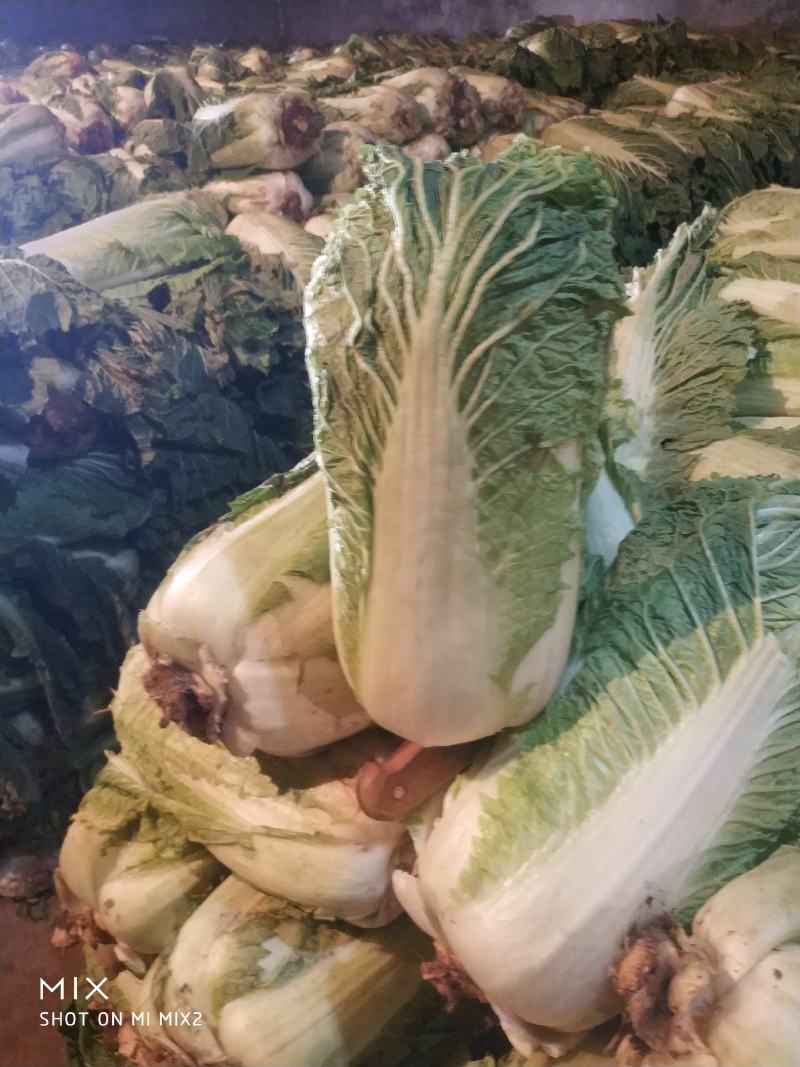 定州冬储三号白菜大量现货，菜绿无烧心，诚信代收产地货源