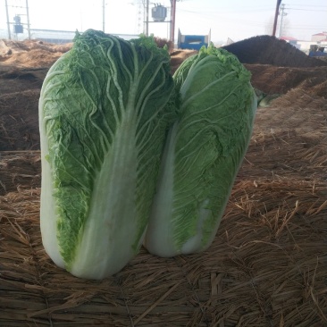 定州冬储三号白菜大量现货，菜绿无烧心，诚信代收产地货源