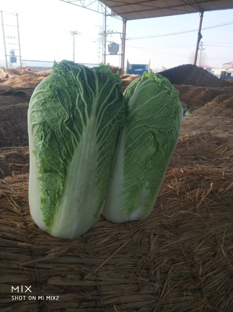 定州冬储三号白菜大量现货，菜绿无烧心，诚信代收产地货源