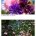 四季种易活花籽矢车菊种子花种子蓝芙蓉种子阳台庭院室外花种